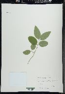 Lonicera canadensis image