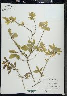 Lonicera canadensis image