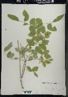 Lonicera canadensis image