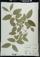 Lonicera canadensis image