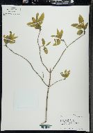 Lonicera canadensis image