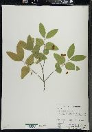 Lonicera canadensis image