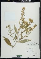 Aster ciliolatus image