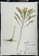 Symphyotrichum ericoides image