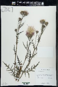 Cirsium muticum image