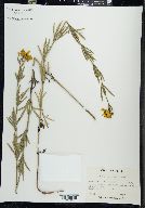 Coreopsis palmata image