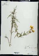 Coreopsis palmata image