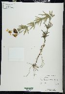 Coreopsis palmata image