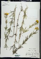 Coreopsis palmata image