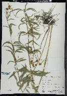 Coreopsis tripteris image