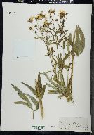 Coreopsis tripteris image