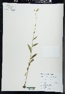 Erechtites hieraciifolius image