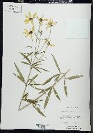 Coreopsis tripteris image