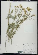 Coreopsis tripteris image