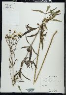 Coreopsis tripteris image