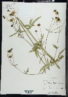 Coreopsis tripteris image