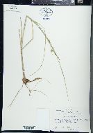 Carex oligosperma image