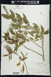 Salix lucida image