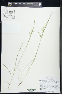 Carex tetanica image