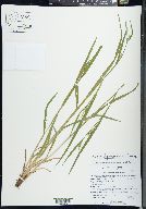 Carex leptonervia image