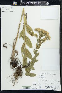 Solidago rigida image