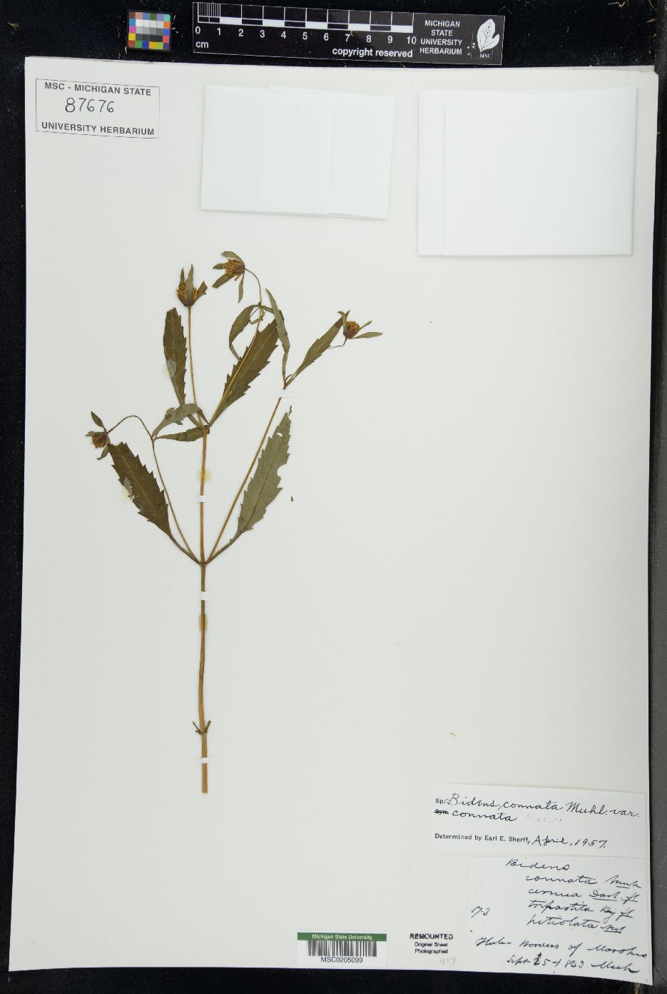 Bidens connata var. connata image