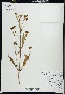 Bidens connata var. petiolata image