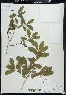 Lonicera oblongifolia image