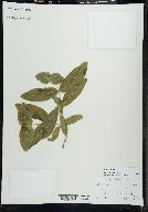 Lonicera dioica image