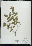 Lonicera dioica image