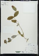 Lonicera dioica image