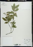 Lonicera canadensis image