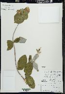 Lonicera dioica image