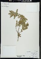 Lonicera oblongifolia image