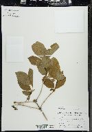 Lonicera involucrata image