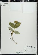 Lonicera dioica image