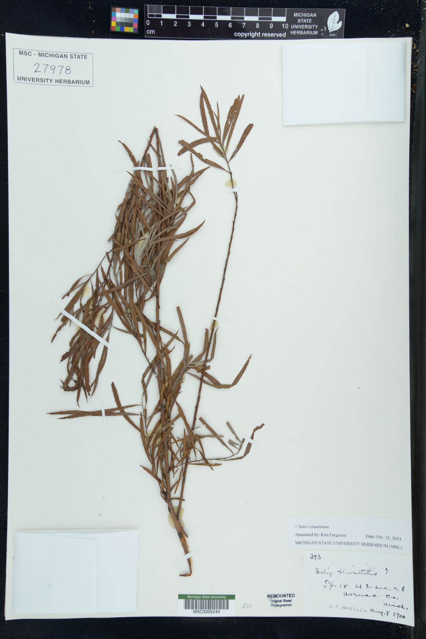 Salix columbiana image