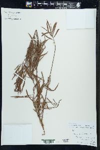 Image of Salix columbiana