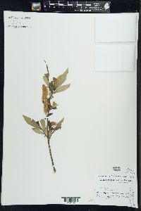 Salix serissima image