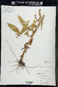 Epilobium hirsutum image