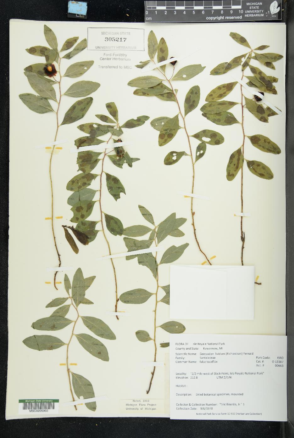 Geocaulon image