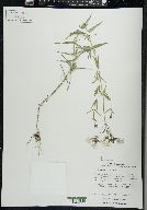 Phlox pilosa image