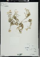 Phlox subulata image