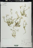 Phlox subulata image