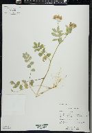 Polemonium reptans image