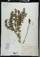 Lithospermum caroliniense image