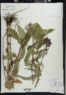 Verbena hastata image