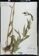 Verbena hastata image