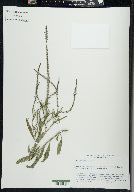 Verbena simplex image