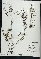 Clinopodium arkansanum image